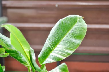 Kluai Tani Dang, Musa balbisiana Colla., Musa martini Van Geert veya muz ağacı veya iki renkli muz bitkisi