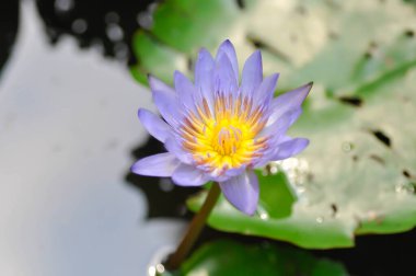 Lotus ya da mor nilüfer çiçeği ya da nilüfer çiçeği ya da NYMPHAEACEAE bitkisi