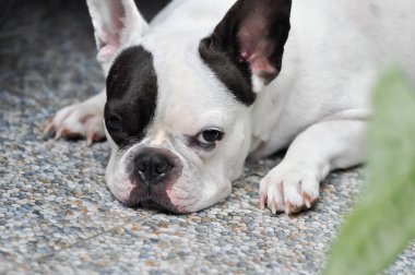 Köpek, uykucu köpek ya da Fransız bulldog, yerde habersiz Fransız bulldog.