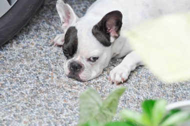 Köpek, uykucu köpek ya da Fransız bulldog, yerde habersiz Fransız bulldog.