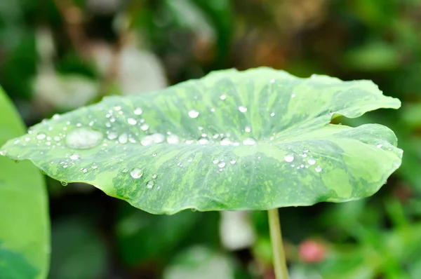 Colocasia Esculenta Midori Acid Colocasia Midori Acid Або Colocasia Завод — стокове фото