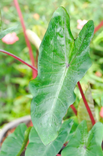 Colocasia Esculenta Hawaiian Punch Hawaiian Punch Plant Colocasia Esculenta Araceae — Stock Photo, Image