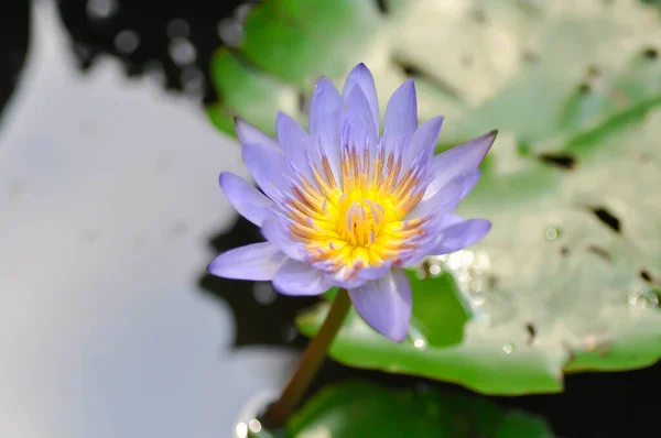 Lotus Purple Lotus Water Lily Nymphaea Lotus Nymphaeaceae Plant — Stock Photo, Image