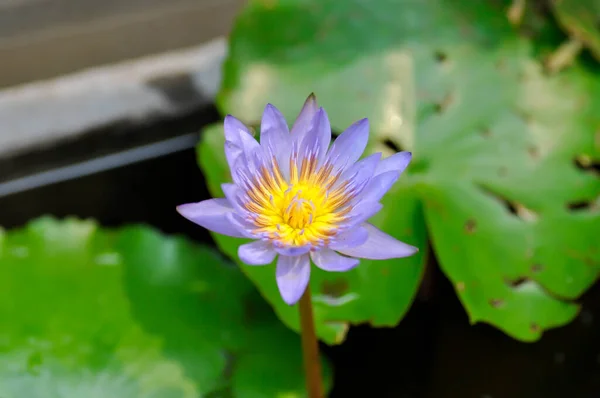 Lótus Lótus Púrpura Lírio Água Ninfeia Lótus Planta Nymphaeaceae — Fotografia de Stock