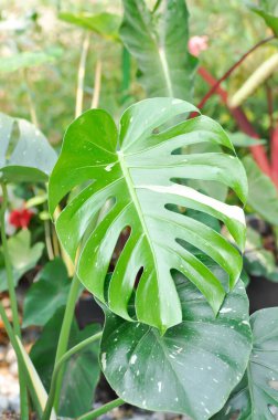 Monstera Thai takımyıldızı veya Canavar, Kasırga bitkisi veya İsviçre peyniri veya iki renkli bitki