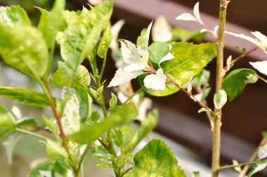 Hibiscus rosa sinensis, Malvaceae veya Snowflake Hibiscus veya Hibiscus bitkisi