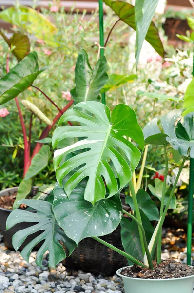 Monstera Thai Konstellation Eller Monstera Orkan Växt Eller Schweiziska Ost — Stockfoto