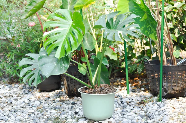 Monstera Thai Constellation Monstera Hurricane Plant Swiss Cheese Bicolor Plant — Stock Photo, Image