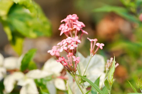 巴拿马玫瑰 Arachnothryx Leucophylla或粉红色花 — 图库照片