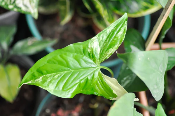 Syngonium Podophyllum Arrowhead Vine Atau Goosefoot Plant Atau Araceae Plant — Stok Foto