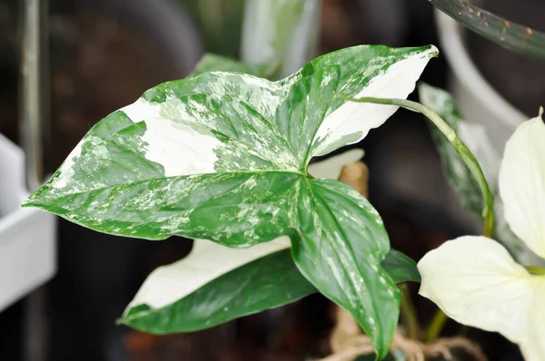Syngonium podophyllum, Arrowhead Vine veya Goosefoot Plant veya Araceae bitkisi