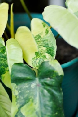 Philodendron Burle Marx Varyasyonlu, Philodendron veya ARACEAE bitkisi