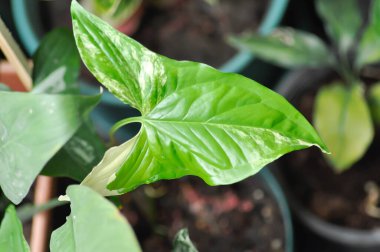 Syngonium podophyllum, Arrowhead Vine veya Goosefoot Plant veya Araceae bitkisi