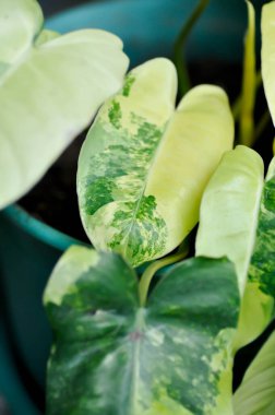 Philodendron Burle Marx Varyasyonlu, Philodendron veya ARACEAE bitkisi