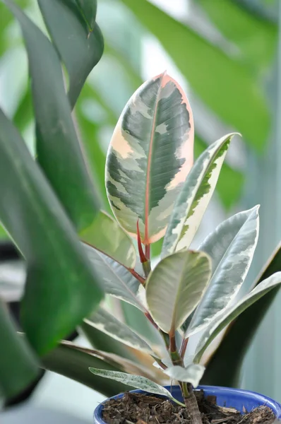 Decora Tree Indian Rubber Tree Rubber Plant Variegated Indian Rubber — Foto de Stock