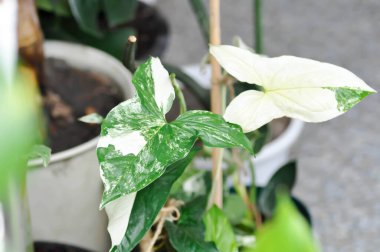 Syngonium podophyllum, Arrowhead Vine veya Goosefoot Plant veya Araceae bitkisi