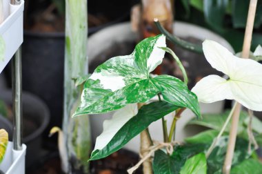 Syngonium podophyllum, Arrowhead Vine veya Goosefoot Plant veya Araceae bitkisi