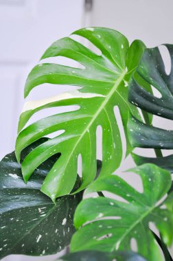 Monstera Thai takımyıldızı veya Canavar, Kasırga bitkisi veya İsviçre peyniri veya iki renkli bitki