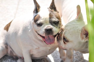 Köpek ya da Fransız bulldog, iki Fransız bulldog.