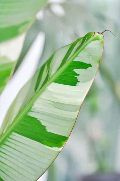 Ureo Striata Florida Stamm Oder Heliconia Indica Lam Oder Musa — Stockfoto