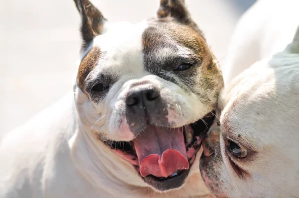 Chien Bouledogue Français Deux Bouledogue Français — Photo