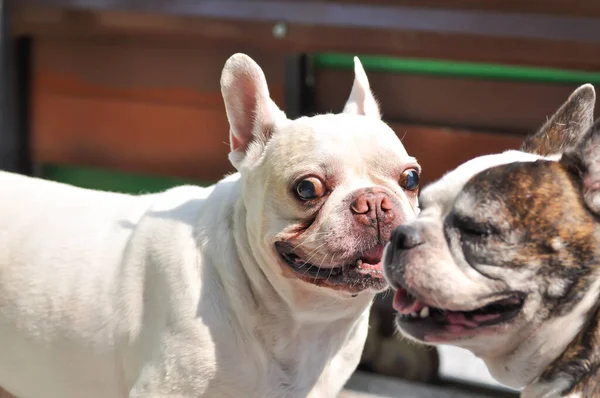 Perro Bulldog Francés Dos Bulldog Francés —  Fotos de Stock