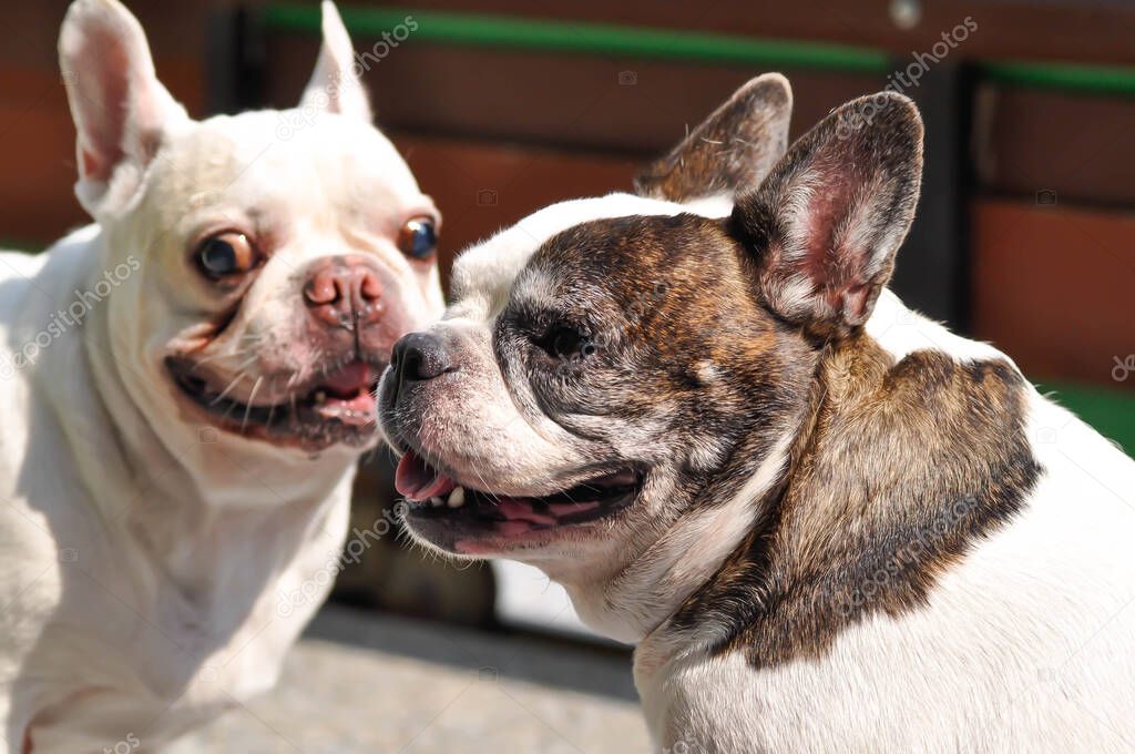 dog or french bulldog, two French bulldog