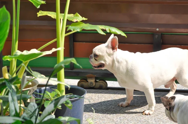 Hund Oder Französische Bulldogge Weiße Französische Bulldogge — Stockfoto