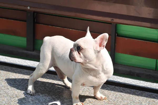 Dog French Bulldog White French Bulldog — Fotografia de Stock