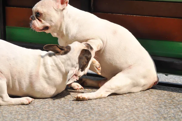 Dog French Bulldog Two French Bulldog Biting Dog —  Fotos de Stock