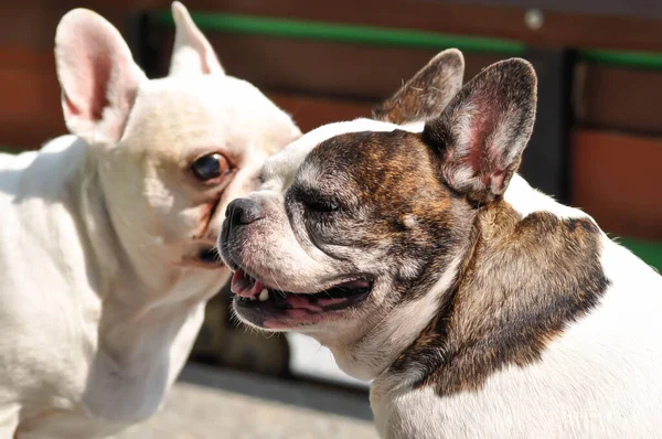 Cão Bulldog Francês Dois Bulldog Francês — Fotografia de Stock