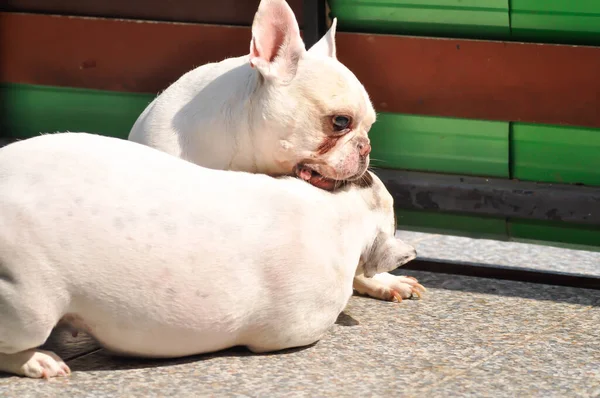 Dog French Bulldog Two French Bulldog Biting Dog — Foto de Stock