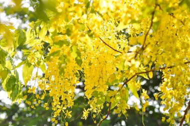 Cassia fistula, LEGUMINOSAE CAESALPINIOIDEAE veya Pudding Pine veya Hindistan Laburnum veya Altın Duş bitkisi