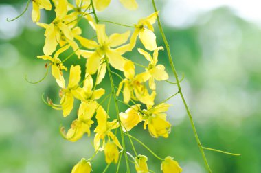 Cassia fistula, LEGUMINOSAE CAESALPINIOIDEAE veya Pudding Pine veya Hindistan Laburnum veya Altın Duş bitkisi