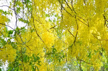 Cassia fistula, LEGUMINOSAE CAESALPINIOIDEAE veya Pudding Pine veya Hindistan Laburnum veya Altın Duş bitkisi