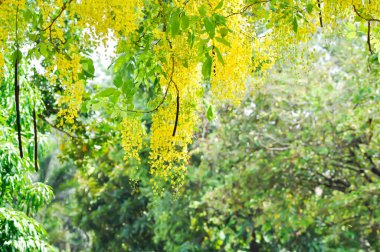 Cassia fistula, LEGUMINOSAE CAESALPINIOIDEAE veya Pudding Pine veya Hindistan Laburnum veya Altın Duş bitkisi
