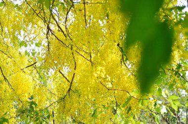 Cassia fistula, LEGUMINOSAE CAESALPINIOIDEAE veya Pudding Pine veya Hindistan Laburnum veya Altın Duş bitkisi