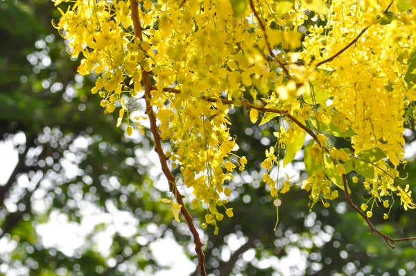 Cassia Fistel Leguminosae Caesalpinioideae Pudding Pine Indiase Laburnum Golden Shower — Stockfoto