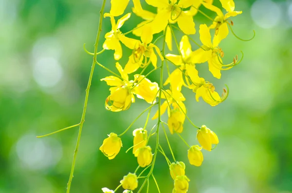 Cassia Fistula Leguminosae Caesalpinioideae Veya Pudding Pine Veya Hindistan Laburnum — Stok fotoğraf