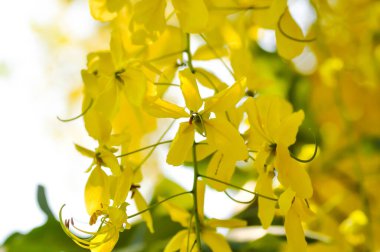 Cassia fistula, LEGUMINOSAE CAESALPINIOIDEAE veya Pudding Pine veya Hindistan Laburnum veya Altın Duş bitkisi