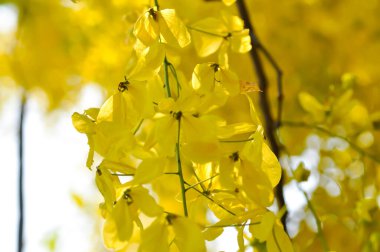 Cassia fistula, LEGUMINOSAE CAESALPINIOIDEAE veya Pudding Pine veya Hindistan Laburnum veya Altın Duş bitkisi