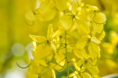 Cassia fistula, LEGUMINOSAE CAESALPINIOIDEAE veya Pudding Pine veya Hindistan Laburnum veya Altın Duş bitkisi