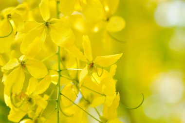 Cassia fistula, LEGUMINOSAE CAESALPINIOIDEAE veya Pudding Pine veya Hindistan Laburnum veya Altın Duş bitkisi