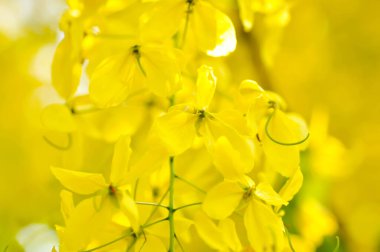 Cassia fistula, LEGUMINOSAE CAESALPINIOIDEAE veya Pudding Pine veya Hindistan Laburnum veya Altın Duş bitkisi