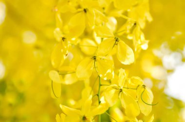 Cassia fistula, LEGUMINOSAE CAESALPINIOIDEAE veya Pudding Pine veya Hindistan Laburnum veya Altın Duş bitkisi