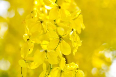 Cassia fistula, LEGUMINOSAE CAESALPINIOIDEAE veya Pudding Pine veya Hindistan Laburnum veya Altın Duş bitkisi