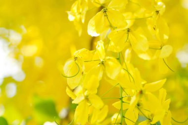 Cassia fistula, LEGUMINOSAE CAESALPINIOIDEAE veya Pudding Pine veya Hindistan Laburnum veya Altın Duş bitkisi