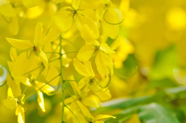 Cassia Fistula Leguminosae Caesalpinioideae Pudding Pine Indian Laburnum Golden Shower — ストック写真