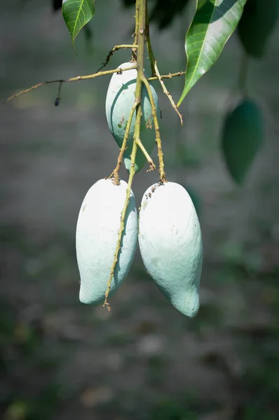 Mangifera Indica Mango Mango Seed Mango Tree Mango Plant —  Fotos de Stock