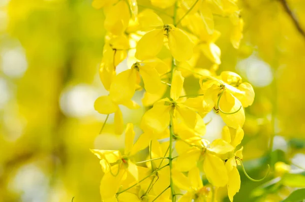 Fístula Cássia Leguminosae Caesalpinioideae Pudding Pine Laburnum Indiano Planta Chuveiro — Fotografia de Stock